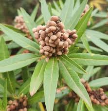 Image result for Searsia dentata