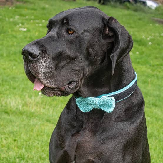 Hugo Bow Tie - free crochet pattern for your dogs! - Sunflower Cottage Crochet