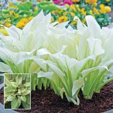 Pots can dry out fast in summer's heat even if they're in the shade. 10 Best Shade Perennials Perennial Flowers For Shade