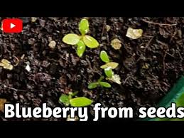 Blueberries are expensive at the market, but you can grow your own for relatively very low cost. How To Grow Blueberry From Seeds It S Growth Is Slow Youtube