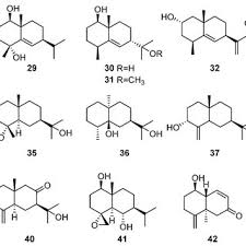 Image result for Artabotrys likimensis