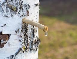 De toutes les nouvelles tendances alimentaires qui deviennent à la mode du jour au lendemain, la plus récente, l'eau de bouleau, s'avère avoir des caractéristiques qui la rendent unique, pour de bonnes et de mauvaises raisons. Rebelle Sante Votre Magazine De Sante Naturelle La Seve De Bouleau Rebelle Sante