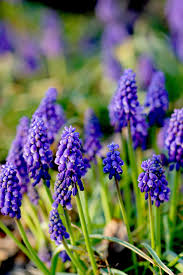 Grape Hyacinth Better Homes Gardens