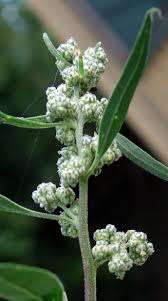 Image result for Chenopodium