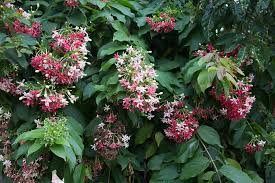 Image result for Combretum indicum