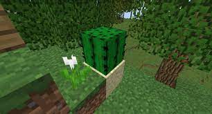 Suzanne rose has worked as a copywriter for more than 10 years. Tip 3 Use A Cactus As A Garbage Disposal 5 Minecraft Tips Get Water To Work For You Energize Your Game With Lava And More Peachpit
