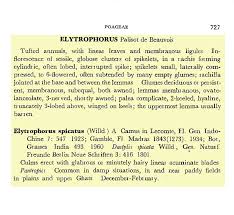 Image result for Elytrophorus spicatus