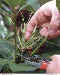 3 Ways To Prune Rhododendrons Finegardening Rhododendron Plant Pruning Rhododendrons Fine Gardening