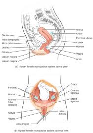 Anatomie der weiblichen geschlechtsorgane die primären geschlechtsmerkmale, die unmittelbar zur fortpflanzung notwendig sind, werden in innere und äußere geschlechtsorgane unterschieden. Die Weiblichen Geschlechtsorgane