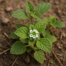 Image result for Coldenia procumbens