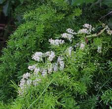 Image result for A. densiflorus Sprengeri