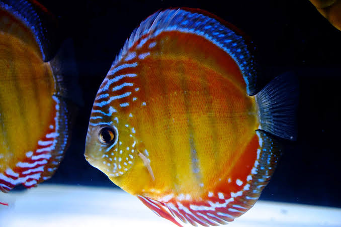 Wild-Caught Brown Red Jacarecappa Discus – Discus.com