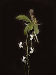 Image result for Aerangis verdickii