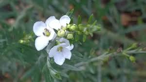 Image result for Gomphostigma