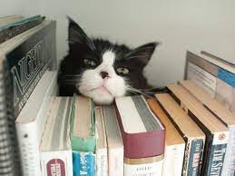猫 おしゃれまとめの人気アイデア pinterest 9739309474 nyland ペット用品 猫の愛 おかしな動物