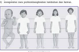 Untuk mendapatkan hasil yang lebih baik, cepat berbuah, dan menyerupai induknya, pembiakan ini sengaja dibantu manusia. Ipa Sd Mi Kelas 6 Bab 2