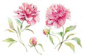 Watercolor Peonies Flower Watercolor Peonies Floral Watercolor Watercolor Flowers
