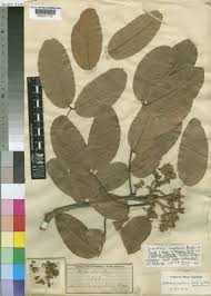 Image result for Isoberlinia