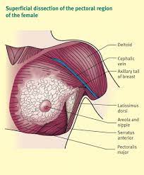 Anatomy And Physiology Of The Breast Sciencedirect