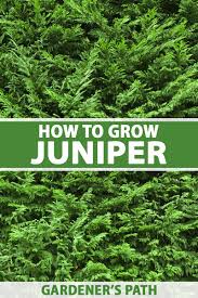 Check spelling or type a new query. How To Plant And Grow Juniper Shrubs Gardener S Path