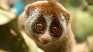 Resultado de imagen de fotos de animales en peligro de extinción