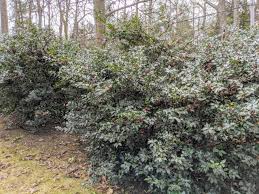 When to prune holly trees. Pruning The Holly The Martha Stewart Blog