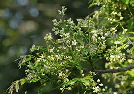 Image result for Clausena anisata