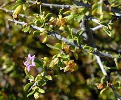 Image result for Lycium pilifolium