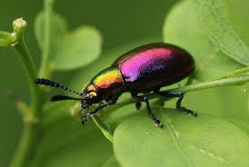 Over The Rainbow Insect Art Beetle Milkweed