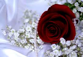 Hd wallpapers and background images. Love Wallpaper Red Rose Hd
