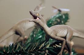 Image result for Maerua friesii