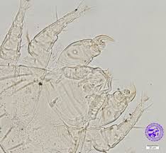 Image result for what do Cheyletiella look like in dog fur