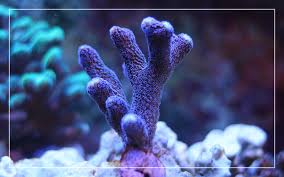 We did not find results for: 7 Best Led Lights For Growing Coral In Reef Tanks Updated 2021