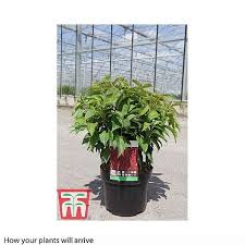 Maybe you would like to learn more about one of these? Cornus Sericea Kelseyi Plants Thompson Morgan