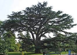 Maybe you would like to learn more about one of these? Cedrus Libani Libanoni Cedrus