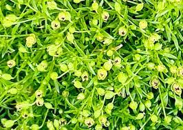 Image result for Sagina