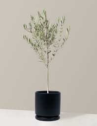 Image result for Olea europaea