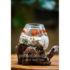 Mengapa tidak mencoba aquarium unik saja, sahabat 99? Harga Ikan Unik Aquascape Terbaru April 2021 Biggo Indonesia