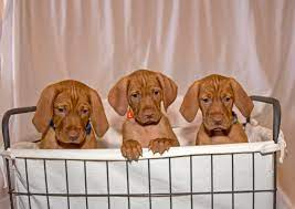 Only guaranteed quality, healthy puppies. Vizsla Puppies Online Shopping