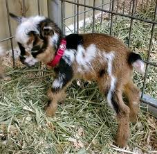 New African Pygmy Bottle Babies And Updated Miniature Goat Sales List Miniature Goats Dwarf Goats Goats Funny