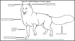 Arctic Fox In Iceland Google Search Fox Coloring Page Arctic Fox Color Arctic Animals