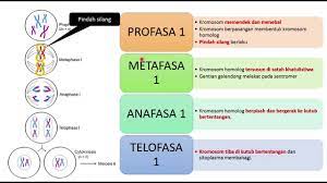 Jun 19, 2020 · sains tingkatan4 bab 5(genetik) nama:amin asraf' genetik 5.1 pembahagian sel 5.2 pewarisan 5.3 mutasi 5.5 variasi. Sains Tingkatan 4 Kssm I Bab 5 I Proses Mitosis Dan Meiosis Ringkasan Youtube