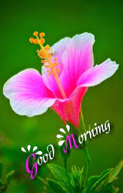 Good Morning Greetings | Good morning flowers, Good morning greetings, Good morning quotes