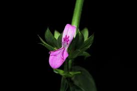 Image result for Dicliptera pumila
