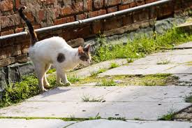 Once you observe your cat spraying in the house, you will need to stop it immediately. Cat Spraying And Urine Marking Cat World