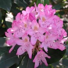 Rhododendron Maximum Roseum Rhododendron Elepidote Large Leaved Rhododendrons Rhododendron Variegated Plants Deer Resistant Plants