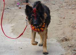 Dog Worshipping In Dog Day Kukur Tihar In Kathmandu Dogs Dog Days German Shepherd
