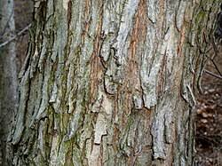 Image result for Acacia ataxacantha