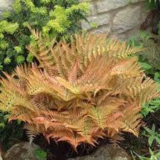Image result for Dryopteris antarctica