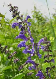 Image result for Triumfetta grandistipulata